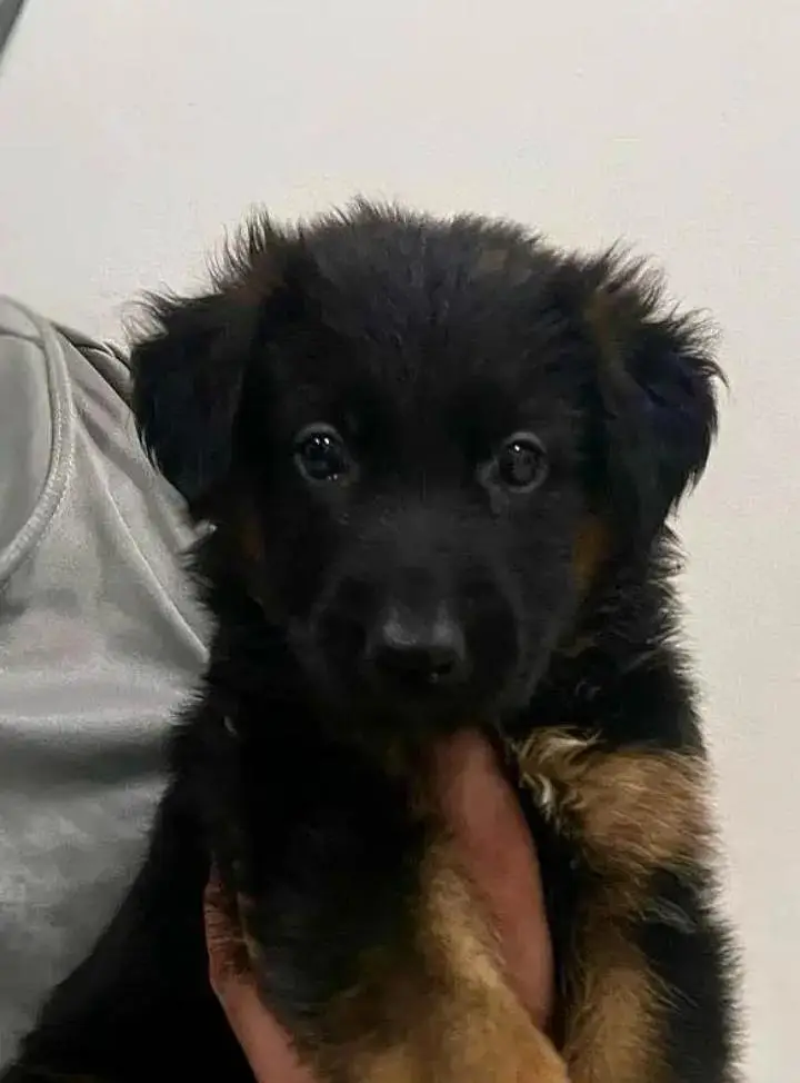 German Shepherd Puppy — photo 2