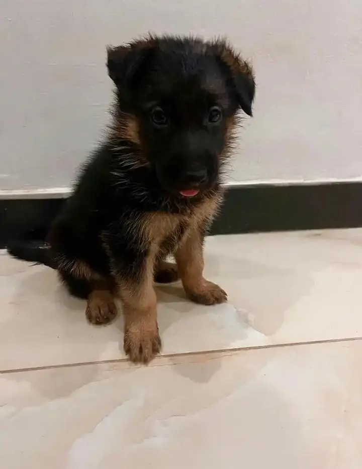 German Shepherd Puppy — photo 3