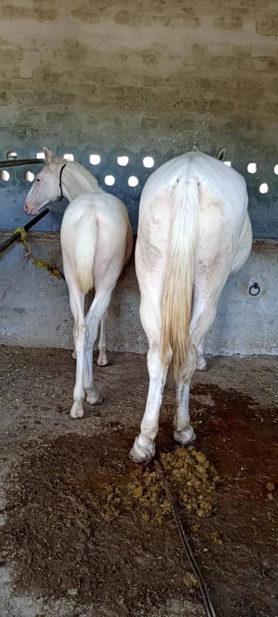 Nukri desi ghori | Desi breed Mare + filly | HORSE Sale