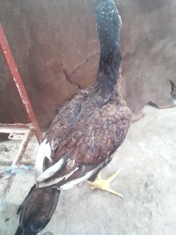 aseel murgi — photo 2