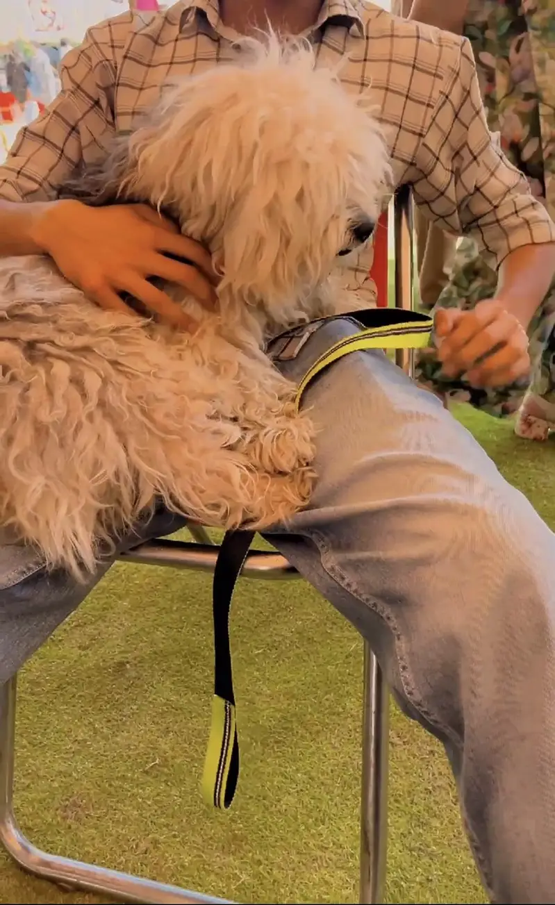 Poodle male — photo 2