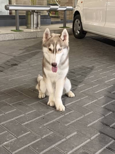 Siberian husky