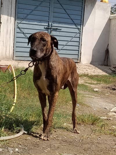 Bully Gultair for sale