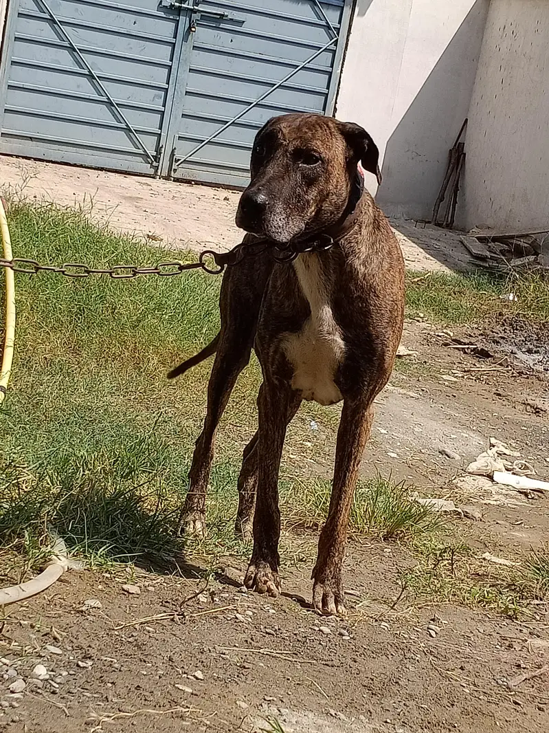 Bully Gultair for sale — photo 2