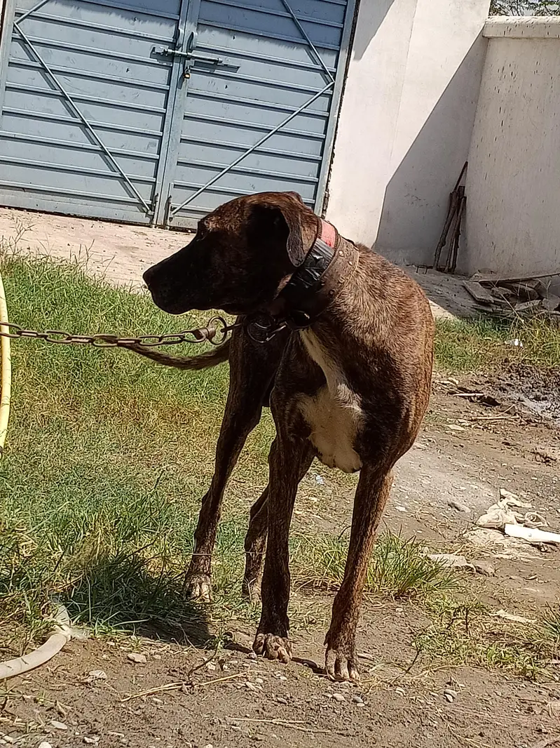 Bully Gultair for sale — photo 3