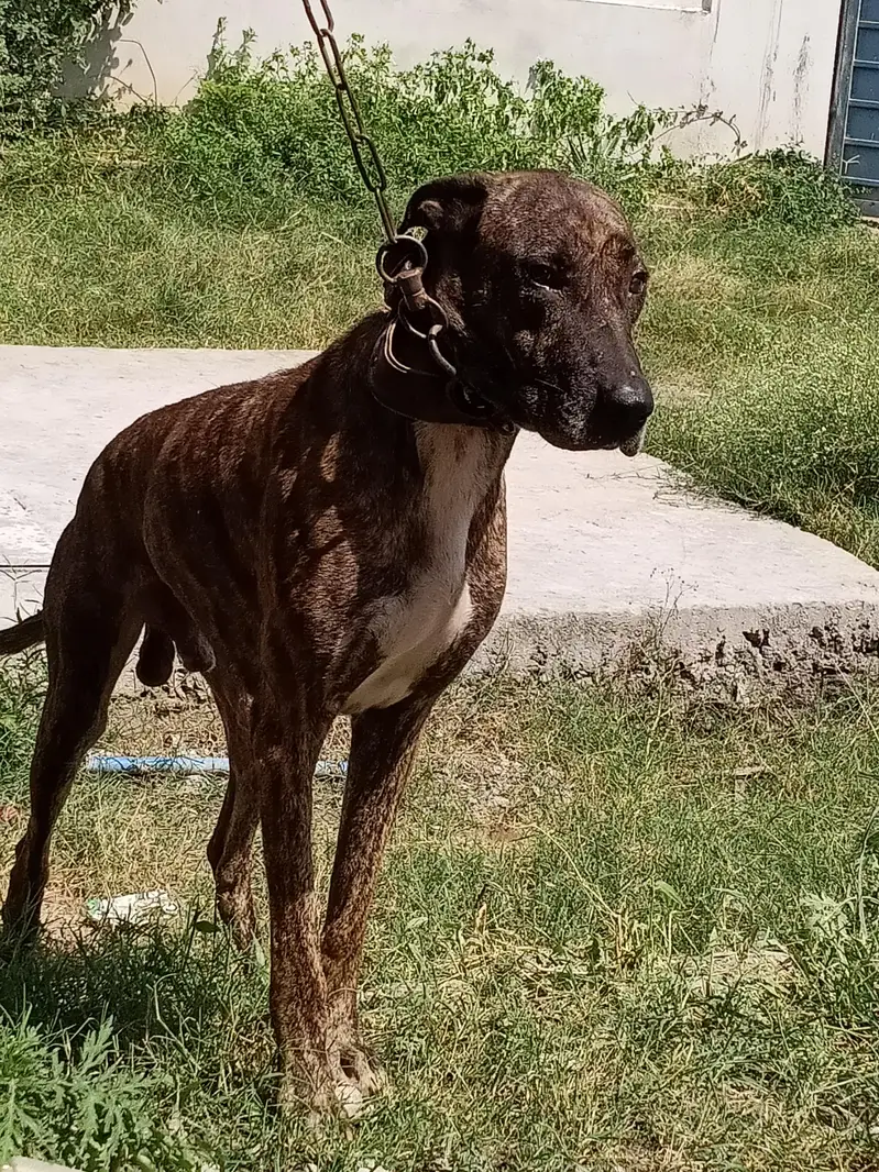 Bully Gultair for sale — photo 4