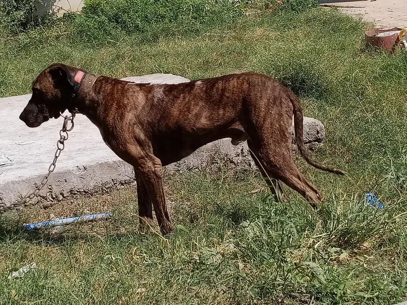 Bully Gultair for sale — photo 5