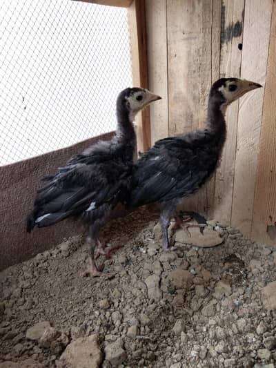 Turkey birds Chicks