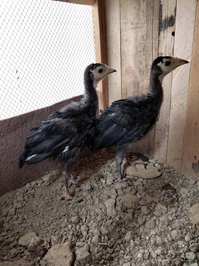 Turkey birds Chicks 0