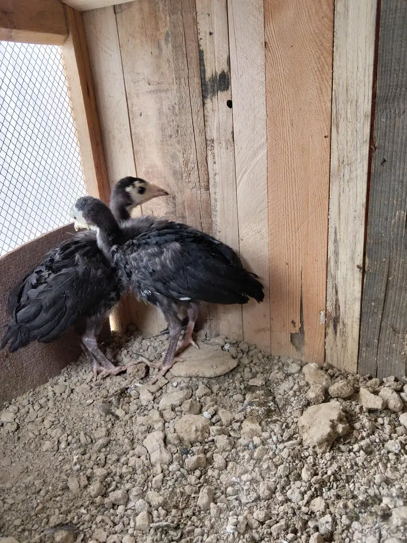 Turkey birds Chicks — photo 2