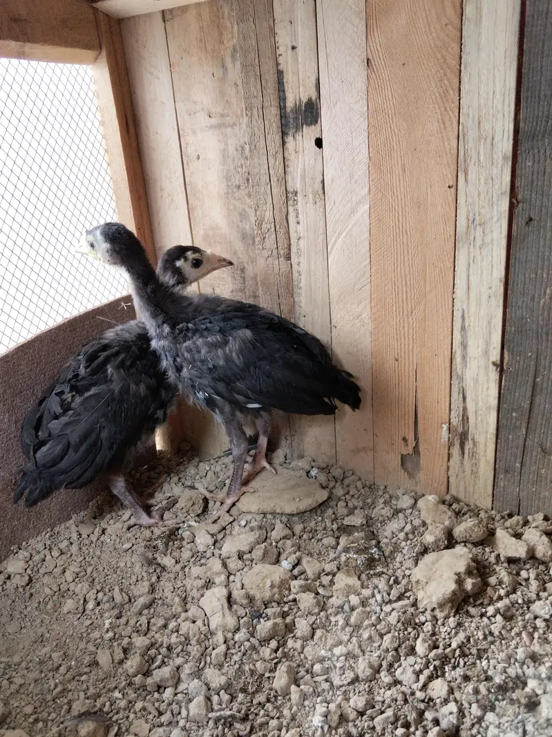 Turkey birds Chicks — photo 3