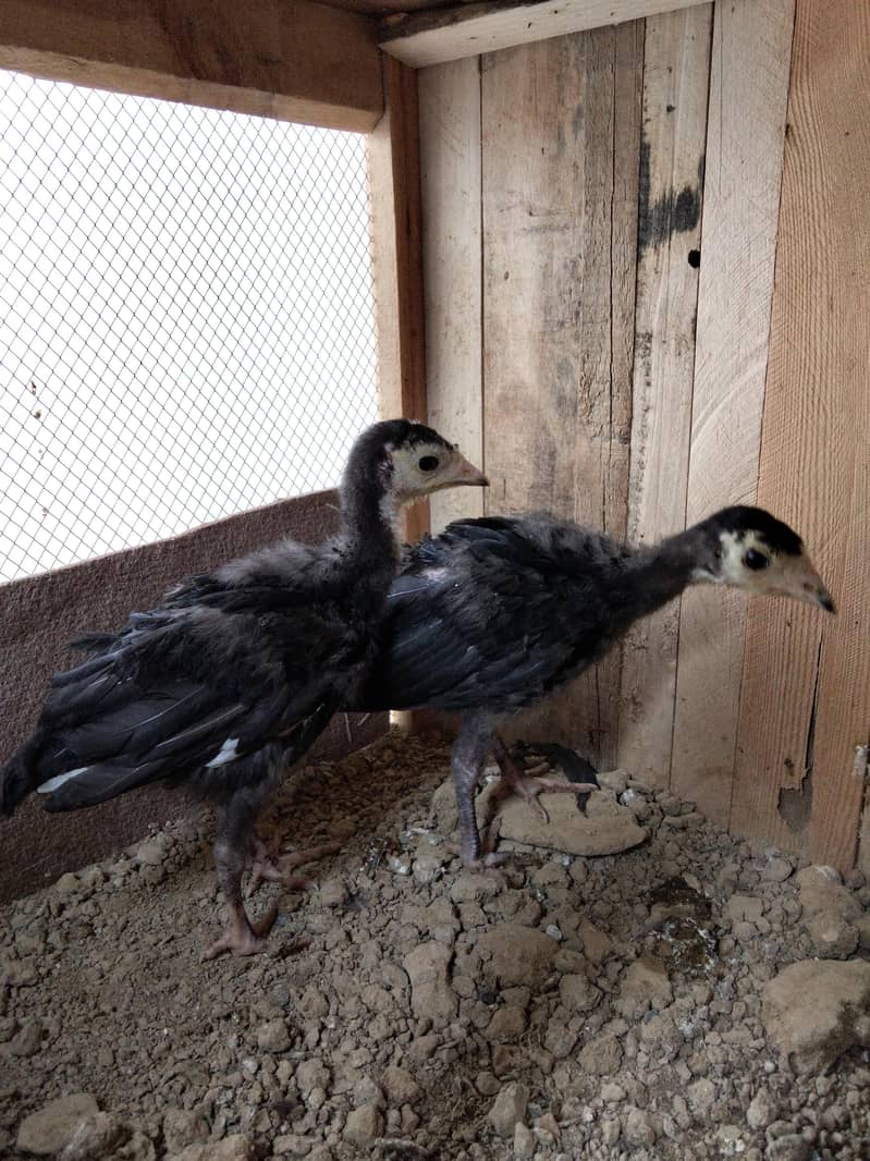 Turkey birds Chicks 3