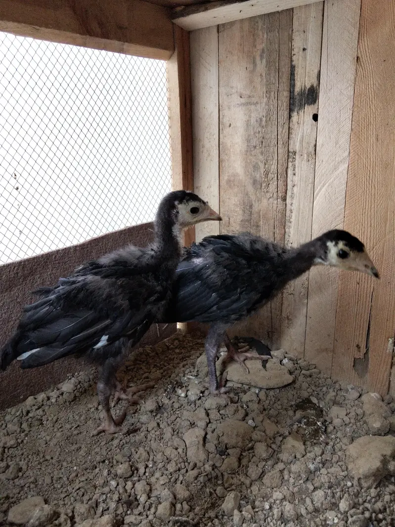 Turkey birds Chicks — photo 4