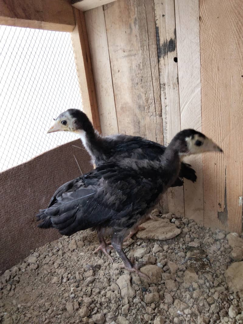 Turkey birds Chicks 4