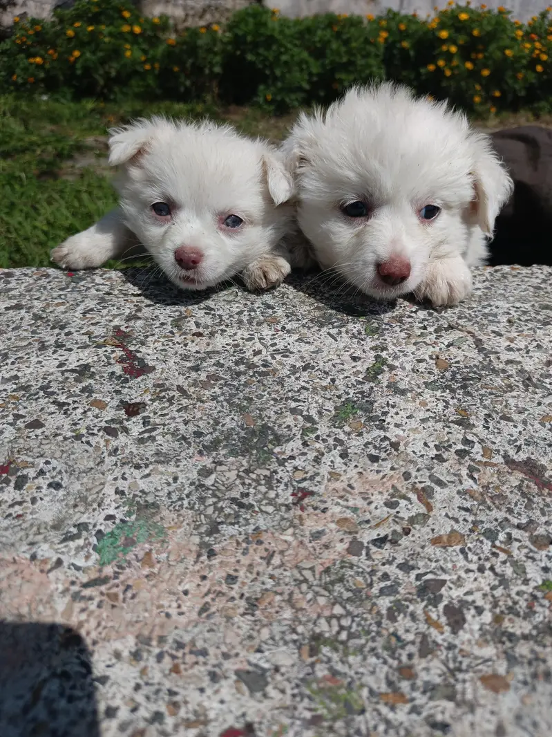 2-Month-Old Female Russian Puppy Available