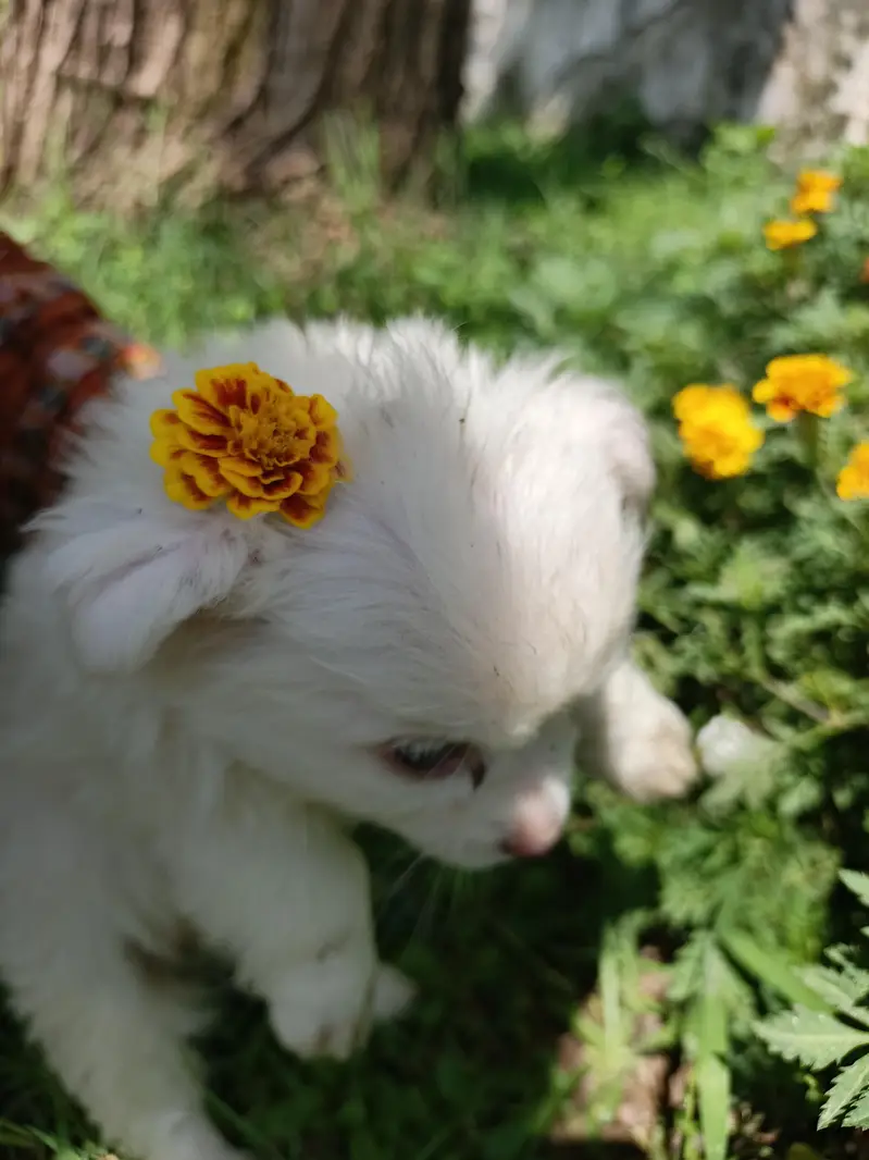 2-Month-Old Female Russian Puppy Available — photo 2