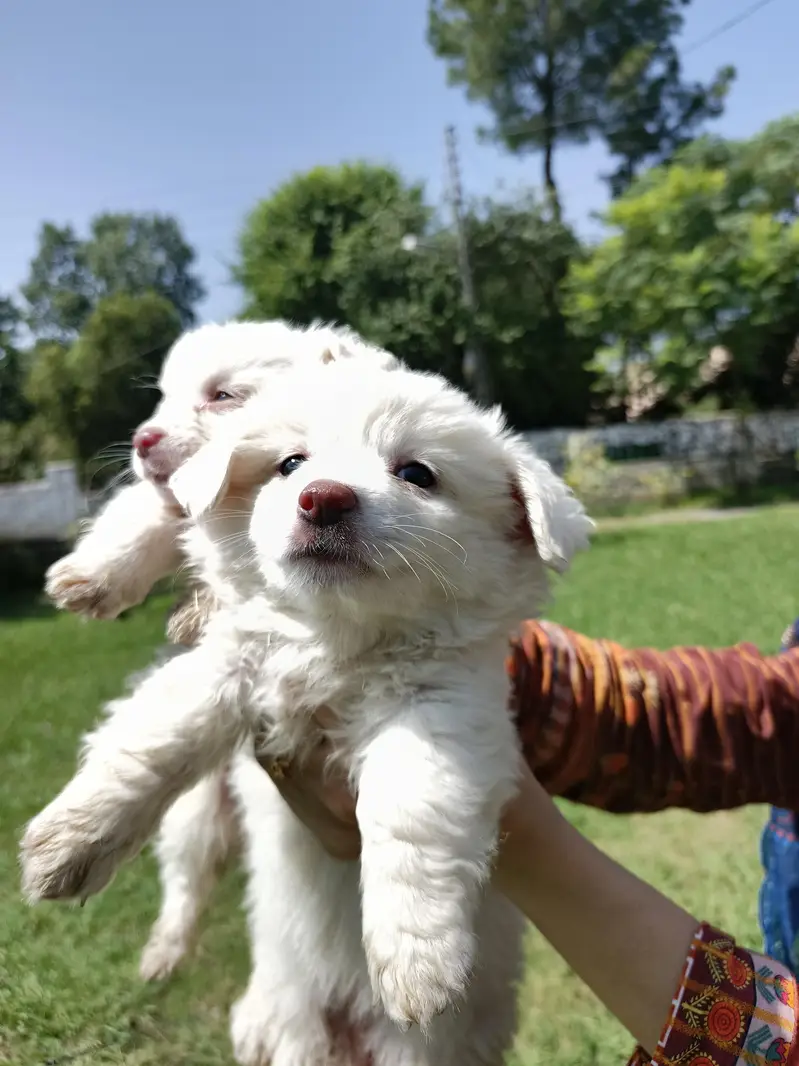 2-Month-Old Female Russian Puppy Available — photo 3
