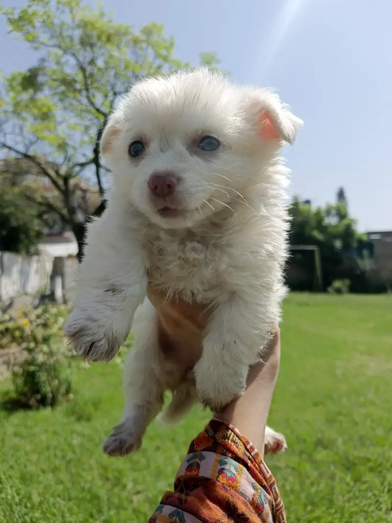 2-Month-Old Female Russian Puppy Available — photo 4
