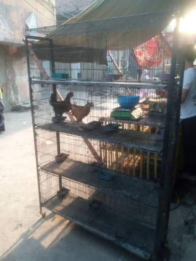 Birds & Pigeon cage