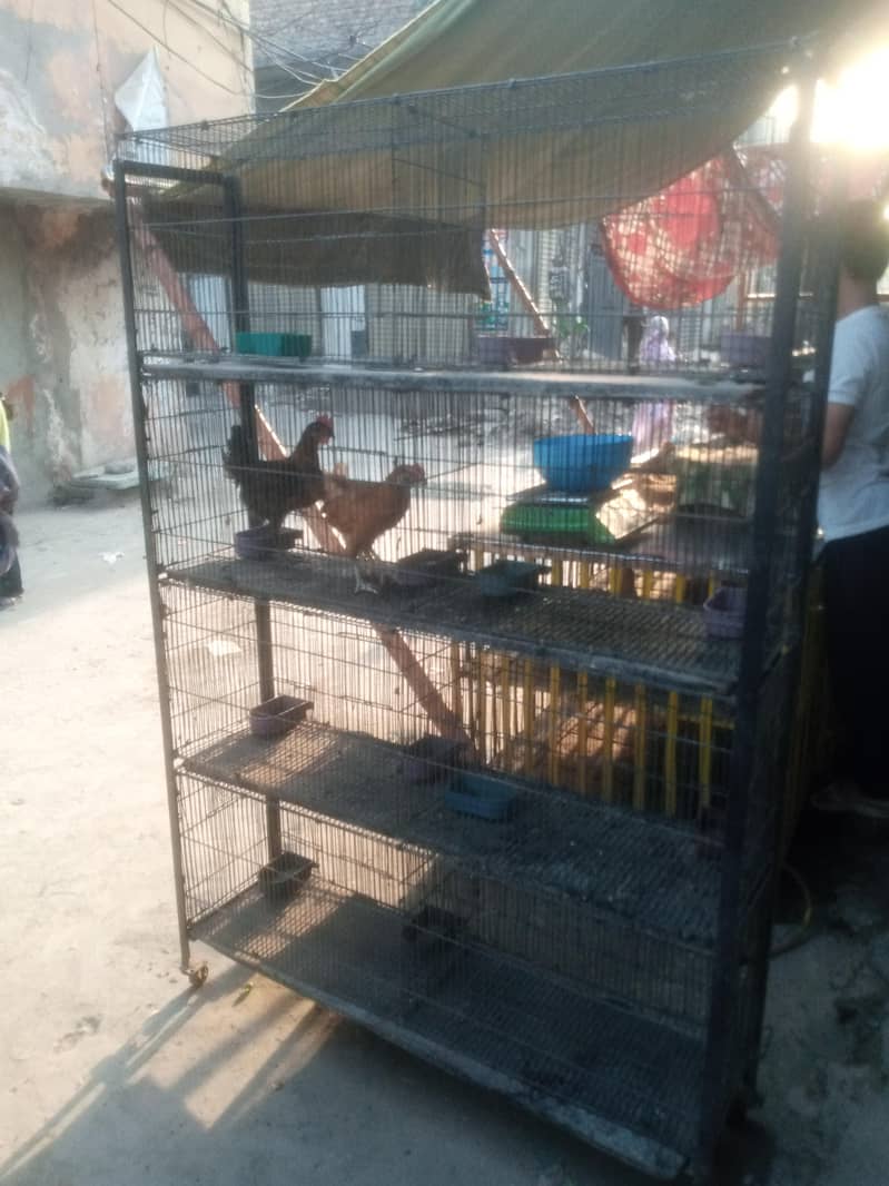 Birds cage (read ad) 2