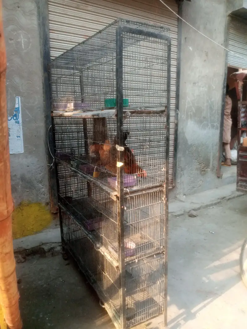Birds & Pigeon cage — photo 2