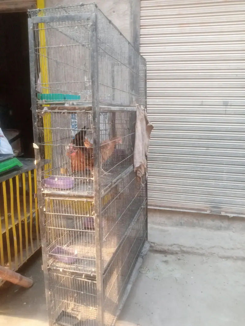 Birds & Pigeon cage — photo 3