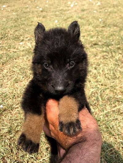 German shepherd long cout mail 2 mahnt for sale