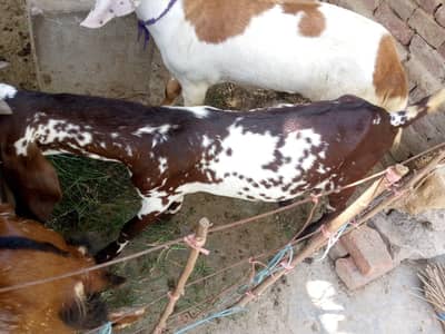 Bakra for sale interested person contact me