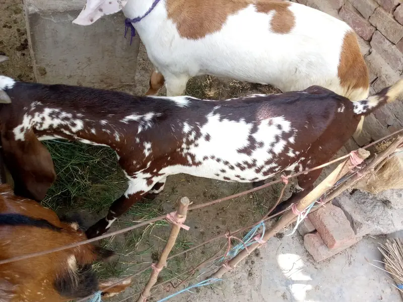 Bakra for sale interested person contact me