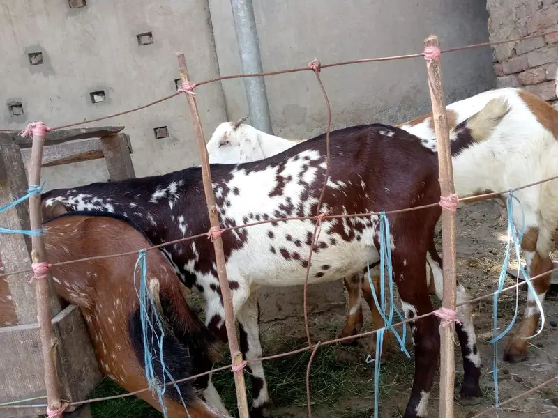 Bakra for sale interested person contact me — photo 3
