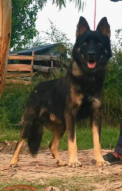 Bhagyari mail Dog securitydog bhagyaridog