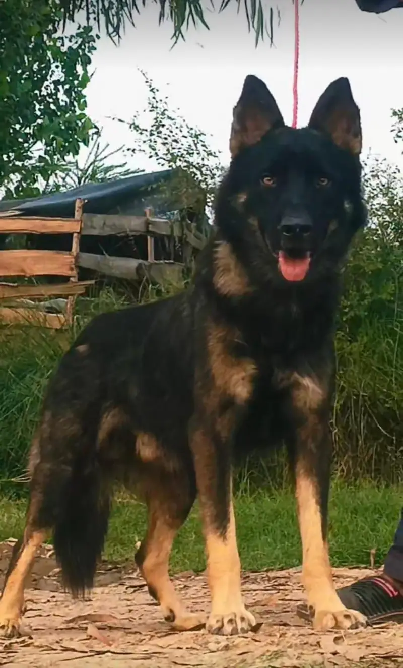 Bhagyari mail Dog securitydog bhagyaridog — photo 2