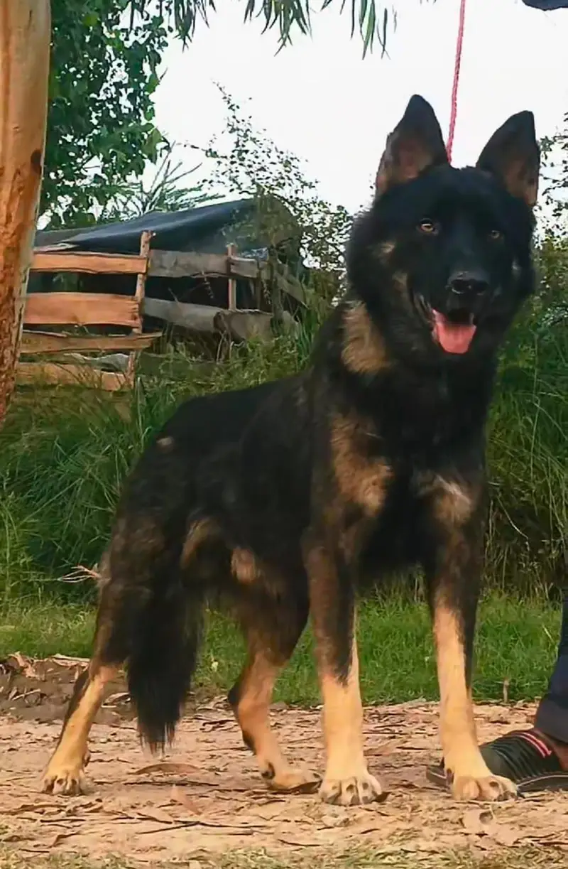 Bhagyari mail Dog securitydog bhagyaridog — photo 3
