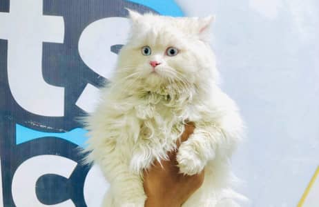 male cat stud(mating)