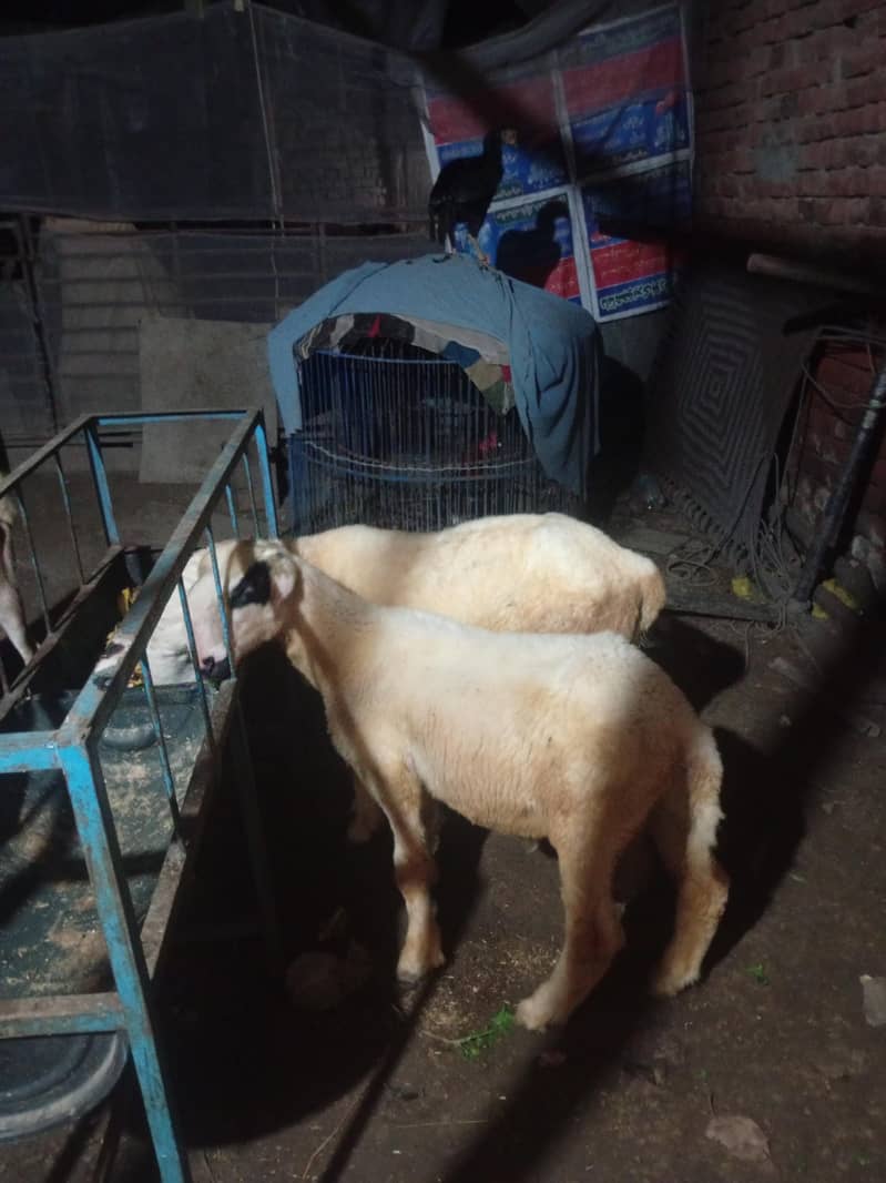 For sale 2