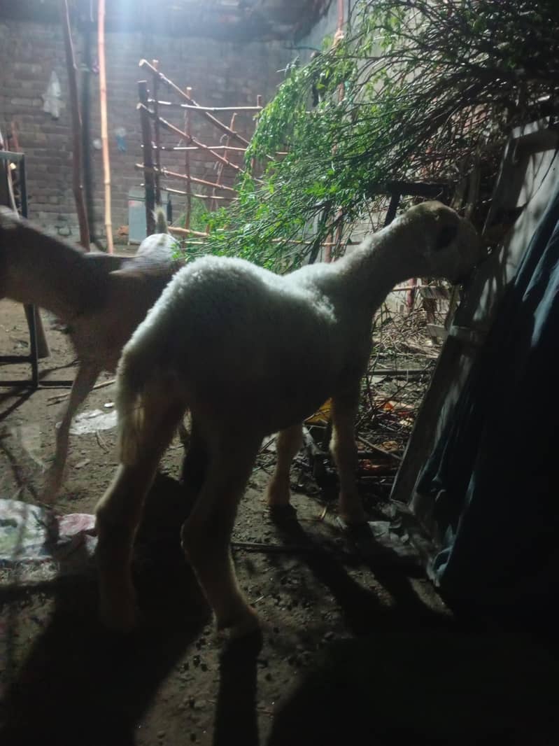For sale 5