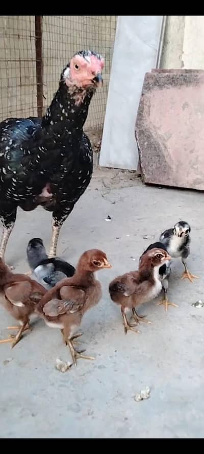 Top Quality Aseel Chicks with hen available