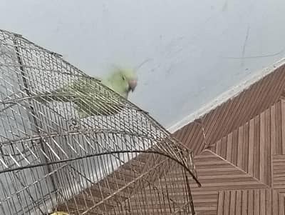 ringneck female parrot for sale