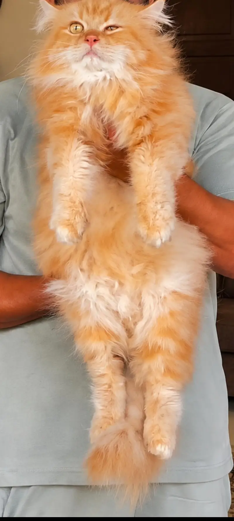 Cute & Healthy Persian Pair Available — photo 4