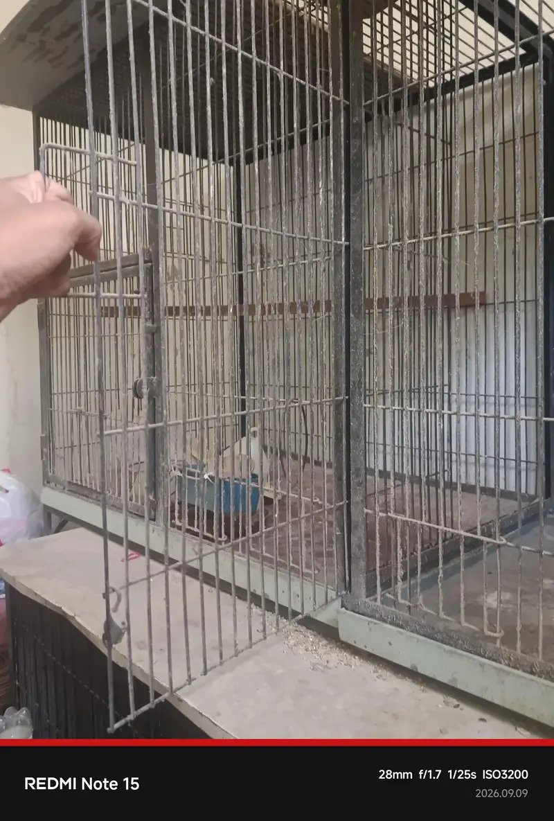Double Cage for sale | Pure Iron — photo 3