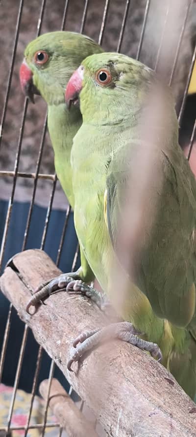 ring neck chik hand tame end breeder female