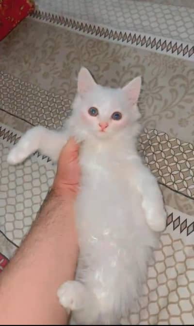 Persian kitten for sale