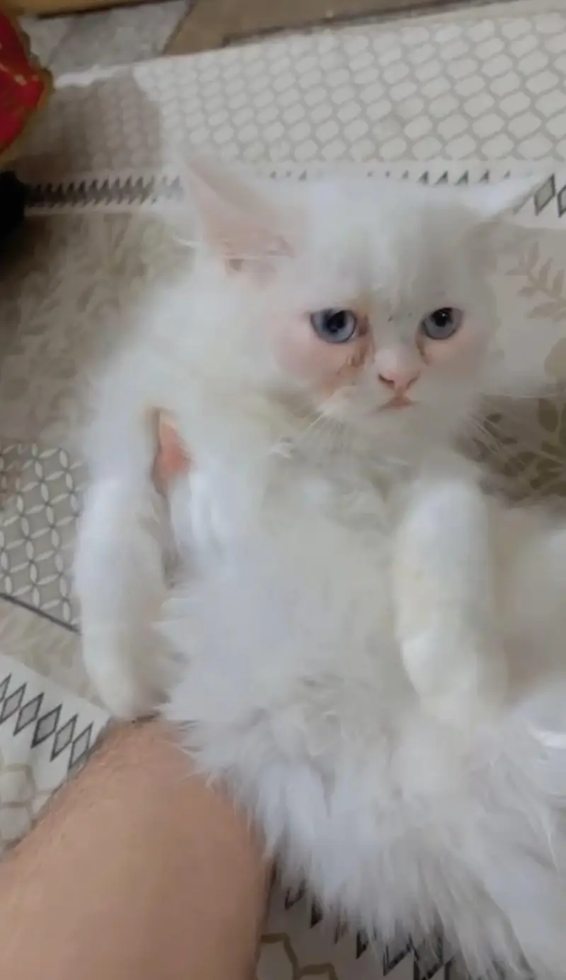 Persian kitten for sale — photo 2