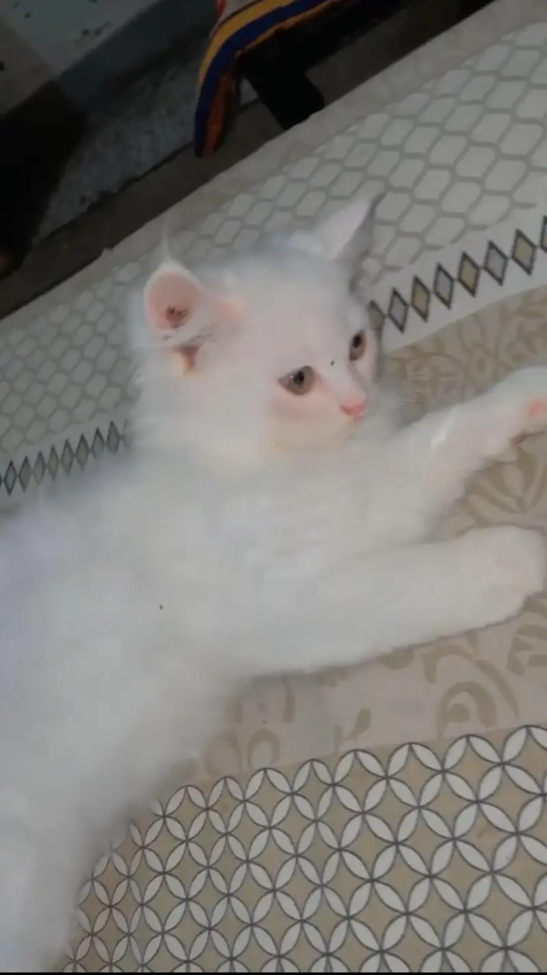 Persian kitten for sale — photo 3