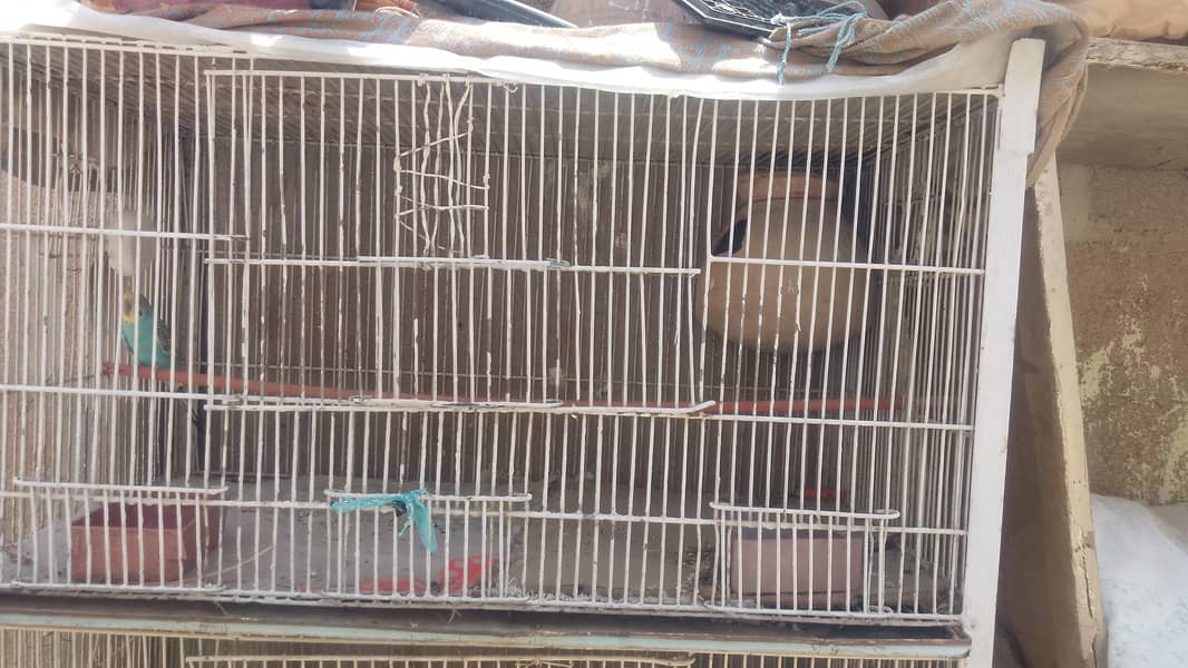second hand cage 1