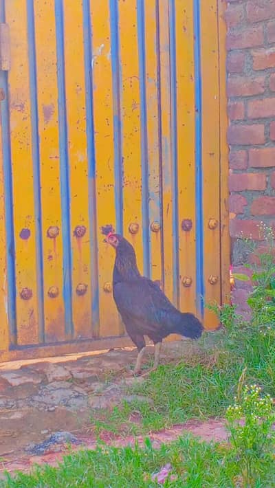 my hen is good condition y