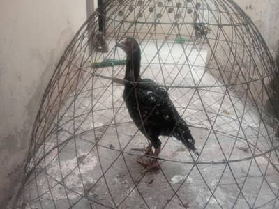 Adeel female hen good health