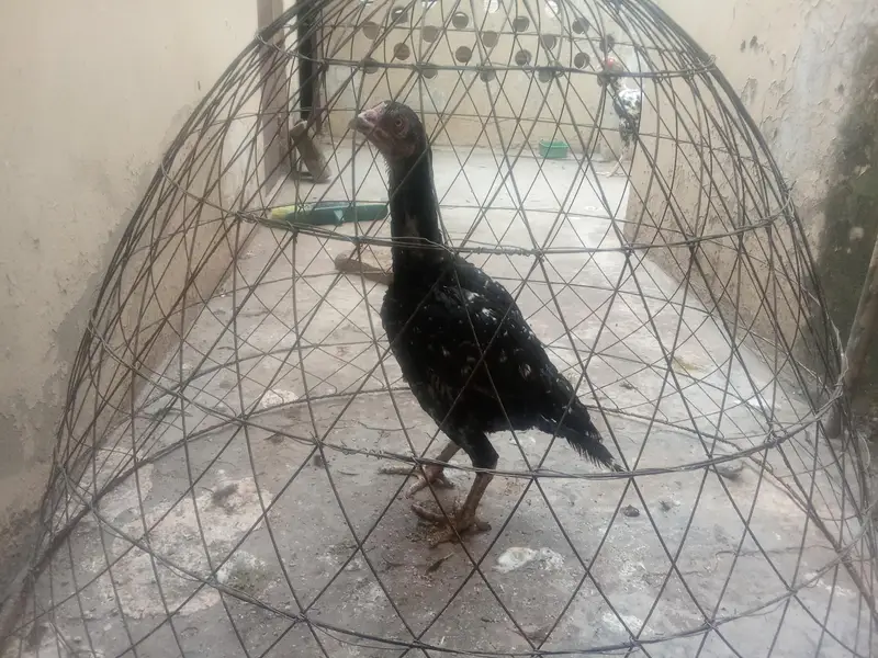 Adeel female hen good health — photo 2