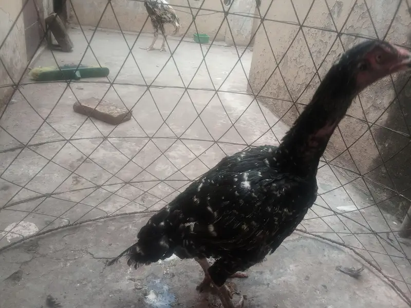 Adeel female hen good health — photo 3