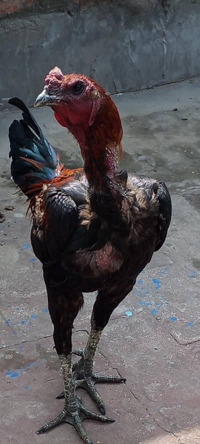 pkoya male dragon female pkoyi patthi available 03126612828